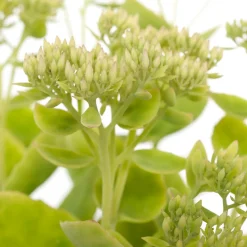 Prächtige Fetthenne (Sedum Spectabile 'Stardust')