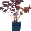 Purpurglöckchen (Heuchera micrantha 'Palace Purple')