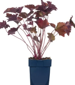 Purpurglöckchen (Heuchera micrantha 'Palace Purple')