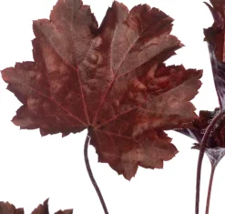 Purpurglöckchen (Heuchera micrantha 'Palace Purple')