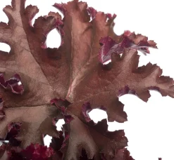 Purpurglöckchen (Heuchera 'Melting Fire') D 11 H 10 cm