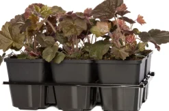 Purpurglöckchen (Heuchera micrantha 'Palace Purple') 6er-Pack D 9 H 15 cm