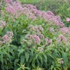 Purpur-Wasserdost (Eupatorium purpureum) D 11 H 200 cm