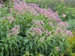 Purpur-Wasserdost (Eupatorium purpureum) D 11 H 200 cm