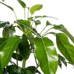 Queensland-Strahlenaralie (Schefflera actinophylla 'Amate') D 24 cm H 110 cm