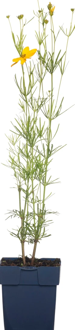 Quirlblättriges Mädchenauge (Coreopsis verticillata) D 11 H 5 cm