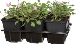 Reiherschnabel (Erodium variabile 'Bishops Form')