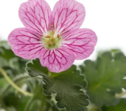Reiherschnabel (Erodium variabile 'Bishops Form')