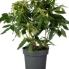 Rhododendron (Rhododendron 'Eucharitis') D 23 H 40 cm