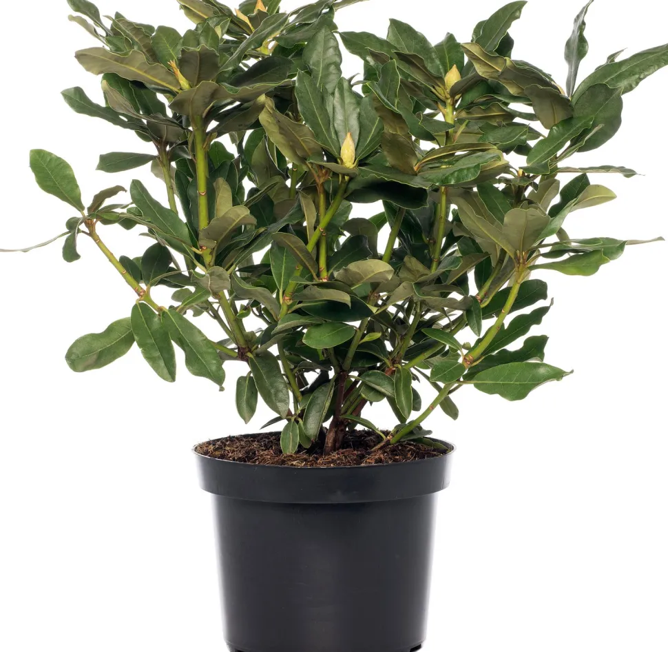 Rhododendron (Rhododendron 'Madame Masson') D 15 H 35 cm