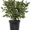 Rhododendron (Rhododendron 'Germania') D 15 H 35 cm