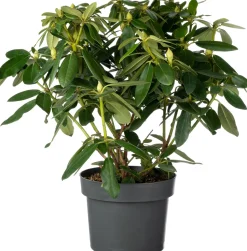 Rhododendron (Rhododendron 'Pink Purple Dream') D 23 H 40 cm