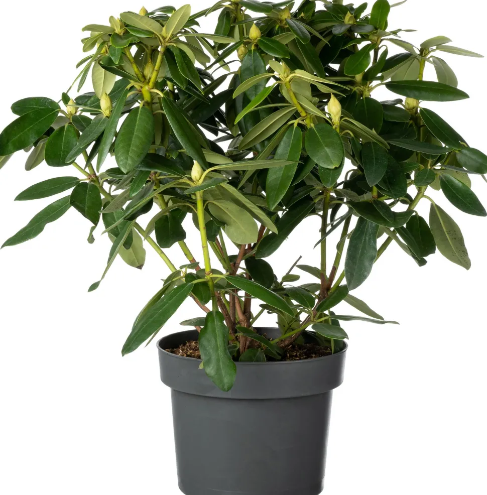 Rhododendron (Rhododendron 'Vulcan's Flame') D 23 H 40 cm