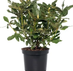 Rhododendron (Rhododendron 'Percy Wiseman') D 15 H 35 cm