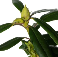 Rhododendron (Rhododendron 'Marcel Menard') D 23 H 40 cm