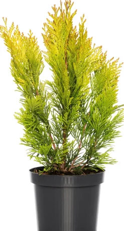 Riesen-Lebensbaum (Thuja Plicata Forever Goldy)