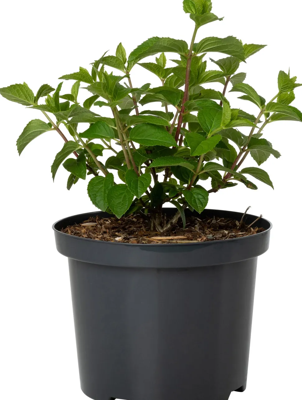 Rispenhortensie (Hydrangea paniculata 'Silver Dollar') D 23 H 60 cm