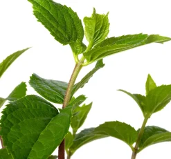 Rispenhortensie (Hydrangea paniculata 'Silver Dollar') D 23 H 60 cm