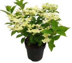 Rispenhortensie (Hydrangea paniculata 'Switch Ophelia') D 19 H 40 cm