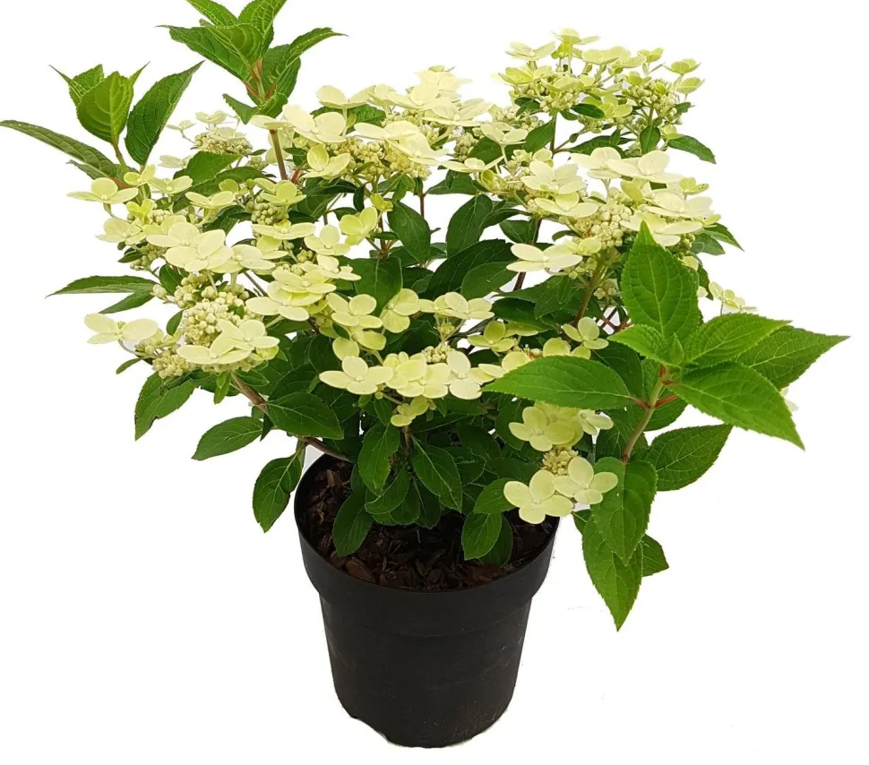 Rispenhortensie (Hydrangea paniculata 'Switch Ophelia') D 19 H 40 cm