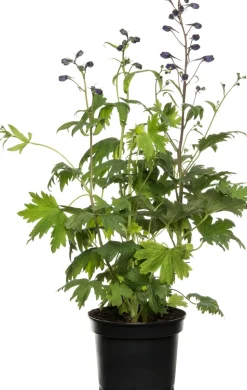 Rittersporn (Delphinium) D 19 H 40 cm