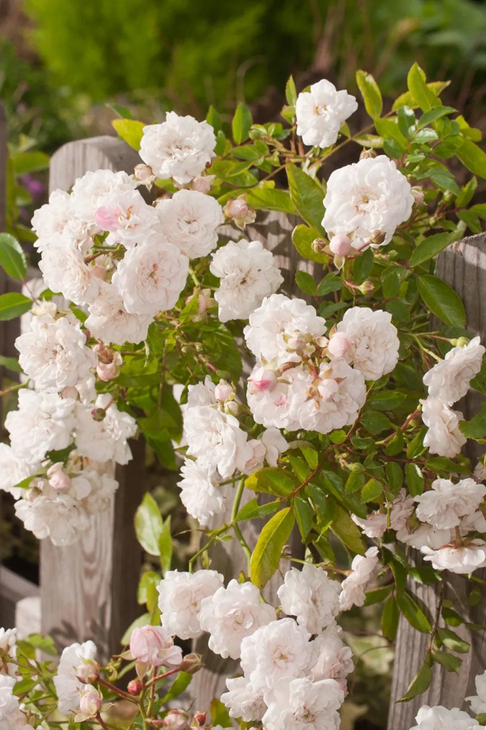 Rose (Rosa 'Crystal Fairy')