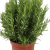 Rosmarin (Rosmarinus officinalis) D 25 H 30 cm