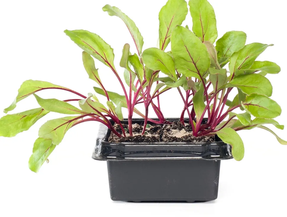 Rote Bete (Beta vulgaris var. rubra)