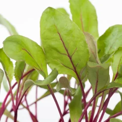 Rote Bete (Beta vulgaris var. rubra)