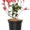 Rote Glanzmispel (Photinia Fraseri Red Robin)
