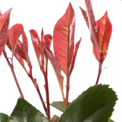 Rote Glanzmispel (Photinia Fraseri Red Robin)