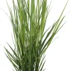Rutenhirse (Panicum virgatum 'Northwind') D 23 H 75 cm
