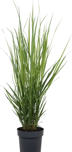 Rutenhirse (Panicum virgatum 'Northwind') D 23 H 75 cm