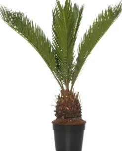 Sagopalmfarn (Cycas revoluta) D 14 H 50 cm