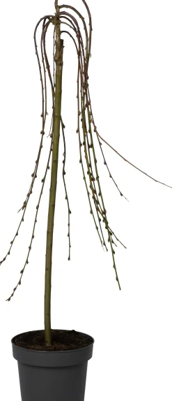 Salweide (Salix caprea 'Kilmarnock') D 22 H 140 cm