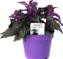 Samtpflanze (Gynura aurantiaca) D 12 H 20 cm