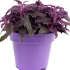 Samtpflanze (Gynura 'Purple Passion') D 15 H 25 cm