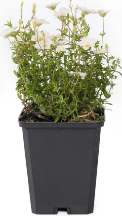 Sandkraut (Arenaria montana) D 9 H 5 cm