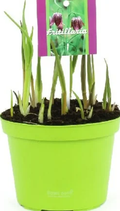 Schachbrettblume (Fritillaria meleagris) D 12 H 15 cm