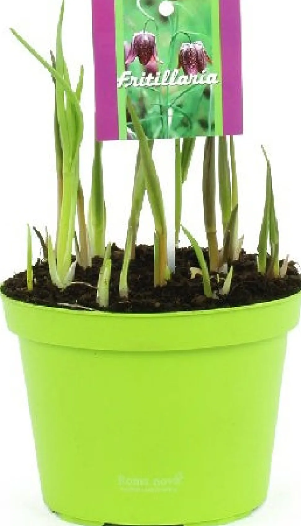 Schachbrettblume (Fritillaria meleagris) D 12 H 15 cm