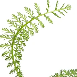 Schafgarbe (Achillea millefolium 'Lachsschönheit') D 11 H 15 cm