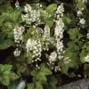 Schaumblüte (Tiarella wherryi)