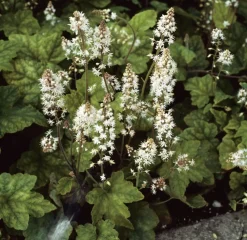 Schaumblüte (Tiarella wherryi)
