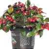Scheinbeere (Gaultheria procumbens) D 13 H 10 cm