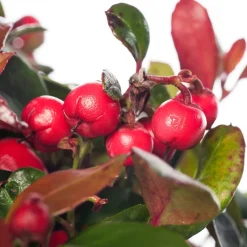 Scheinbeere (Gaultheria procumbens) D 13 H 10 cm