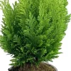 Scheinzypresse (Chamaecyparis lawsoniana 'Ellwood's Empire') D 13 H 25 cm