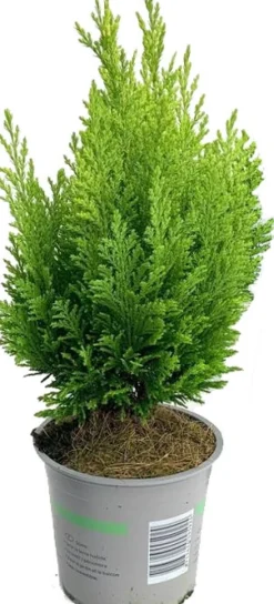 Scheinzypresse (Chamaecyparis lawsoniana 'Ellwood's Empire') D 13 H 25 cm