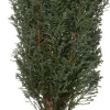 Scheinzypresse (Chamaecyparis lawsoniana)