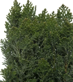 Scheinzypresse (Chamaecyparis lawsoniana)
