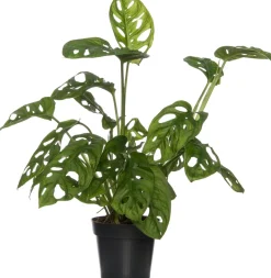 Schiefes Fensterblatt  (Monstera 'Monkey Mask') D 12 cm H 30 cm
